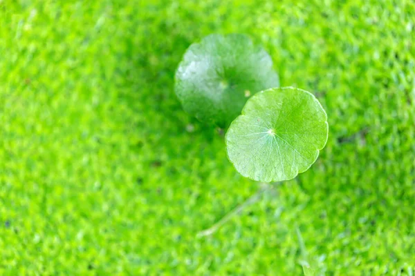 Centella Asiatica Natural Herb Plant Top River Duckweed Selective Focusing — Stock Photo, Image