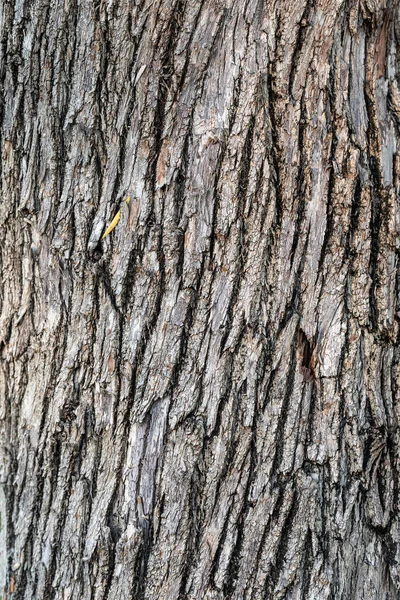 Doğal Eski Ağaç Kabuğu Dokusu Doğa Bitkisinin Yakın Plan Ayrıntıları — Stok fotoğraf