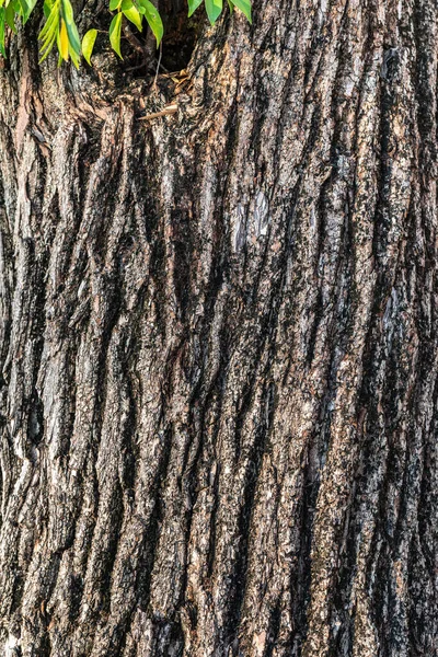Doğal Eski Ağaç Kabuğu Dokusu Doğa Bitkisinin Yakın Plan Ayrıntıları — Stok fotoğraf