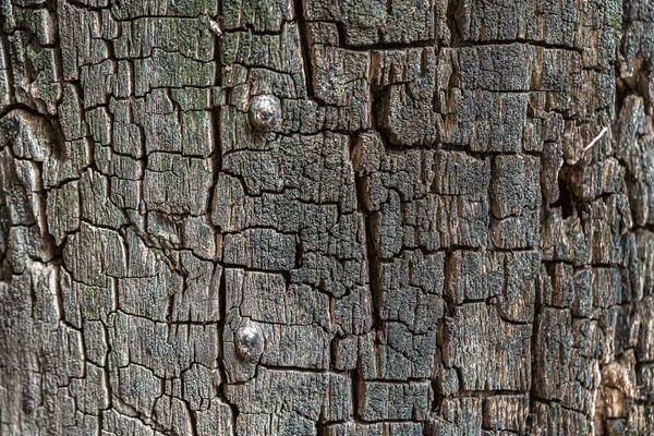 Textur Der Natürlichen Alten Rinde Detailaufnahme Der Naturpflanze — Stockfoto