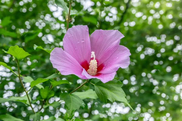 Fleur Nationale Coréenne Nom Rose Sharon Fleur Mugunghwa Saison Estivale — Photo
