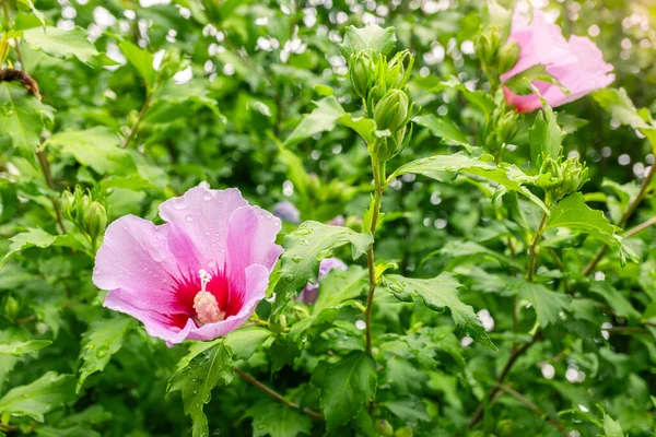 Fleur Nationale Coréenne Nom Rose Sharon Fleur Mugunghwa Saison Estivale — Photo