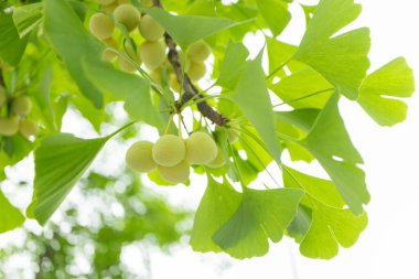 Ginkgo, bitkisel bitkiyi sabah vakti ginkgo ağacının dalına yeşil tohumla bırakır.