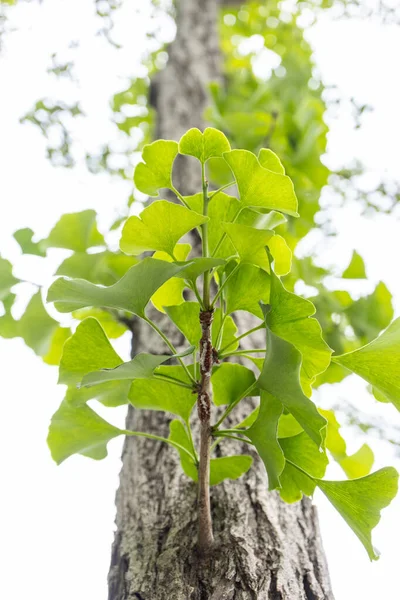 Ginkgo Αφήνει Φυτικό Φυτό Κλαδί Του Δένδρου Ginkgo Στο Φως — Φωτογραφία Αρχείου