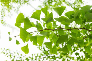 Ginkgo bitkisel bitkileri sabah güneş ışığında ginkgo ağacının dalına bırakır.