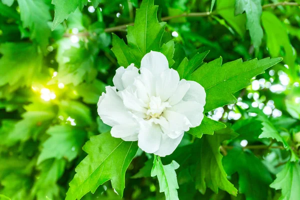 Fleur Blanche Mugunghwa Est Une Fleur Nationale Coréenne Nom Rose — Photo