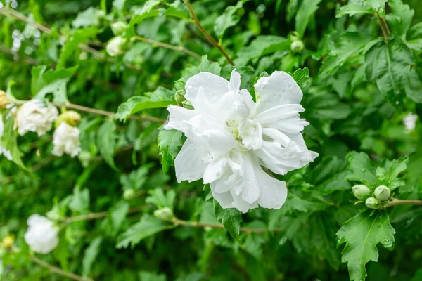 Fleur Blanche Mugunghwa Est Une Fleur Nationale Coréenne Nom Rose — Photo