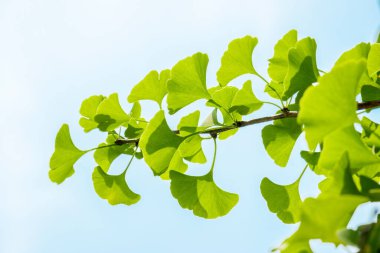 Ginkgo bitkisel bitkileri sabah güneş ışığında ginkgo ağacının dalına bırakır.