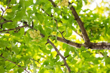 Ginkgo, bitkisel bitkiyi sabah vakti ginkgo ağacının dalına yeşil tohumla bırakır.