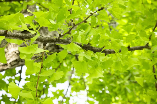 Ginkgo Leaves Herbal Plant Branch Ginkgo Tree Morning Sunlight — Stock Photo, Image