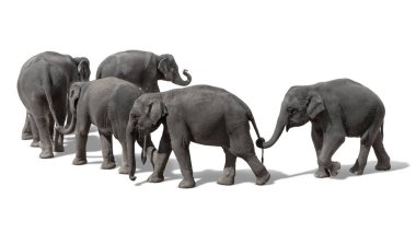 Tayland fili sürüsü birbirlerinin kuyruklarını tutuyor, beyaz bir arka planda sevimli bir şekilde sırayla yürüyor..