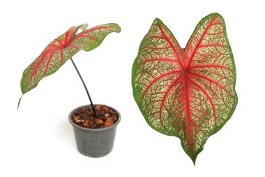 Beyaz arkaplanda izole edilmiş Caladiums bicolor bitkisi