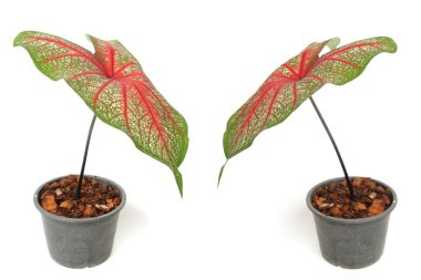 Beyaz arkaplanda izole edilmiş Caladiums bicolor bitkisi