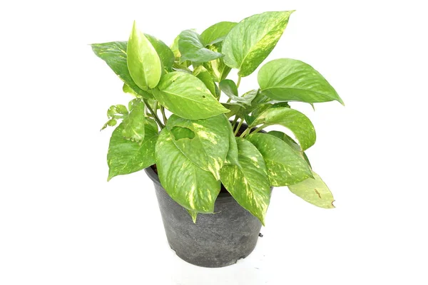 Epipremnum Aureum Τροπικά Πράσινα Φυτά Απομονωμένα Λευκό Φόντο — Φωτογραφία Αρχείου