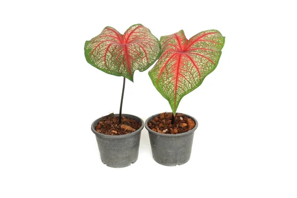 Kaladióny Dvoubarevná Rostlina Izolované Bílém Pozadí — Stock fotografie