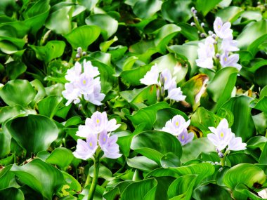 Doğal su nehir su sümbül çiçeği