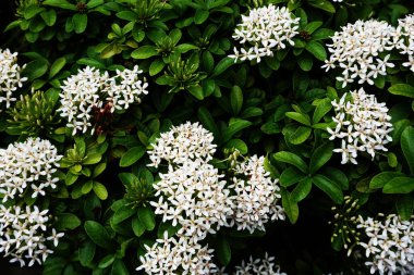 Doğa arka plan üzerinde beyaz spike çiçek buketi, yakın çekim