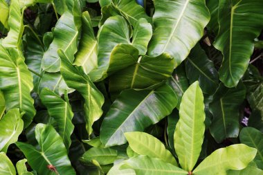 Soyut yeşil tropikal yapılar doğa arkaplanı