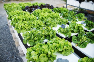 Ev bahçesinde hidrofonik organik sebzeler salata yetiştirme