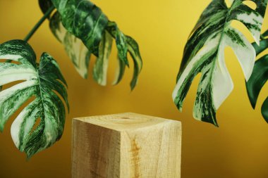 Ahşap podyum sahne sahne gösterisi ön görünümü kopya alanı ve canavar yaprakları sarı arka planda