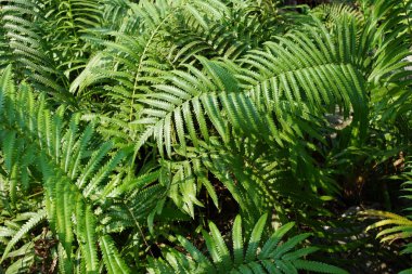 Soyut yeşil tropikal yapılar doğa arkaplanı