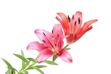 Güzel Kızıl Lilly çiçekleri arka planda izole edilmiş.