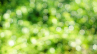 Yumuşak odaklı yeşil Soyut Bokeh arkaplanı Parıldayan estetik desenli desen