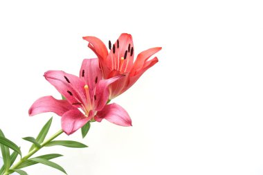 Güzel Kızıl Lilly çiçekleri arka planda izole edilmiş.