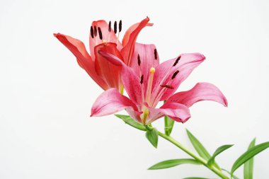 Güzel Kızıl Lilly çiçekleri arka planda izole edilmiş.
