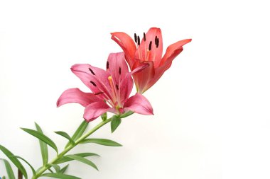 Güzel Kızıl Lilly çiçekleri arka planda izole edilmiş.