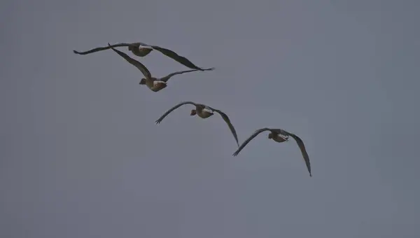 four flying geese in the sky