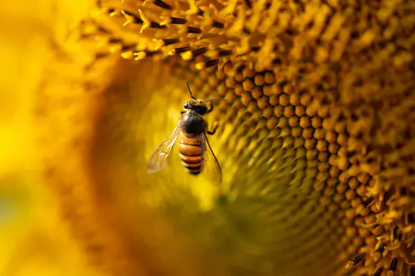 Bal arısı, bir sürü arı sarı çiçekten polen topluyor, sarı ayçiçeği açıyor..