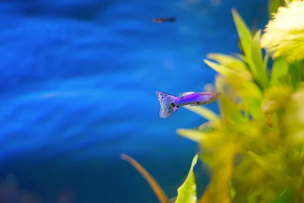 Kék Lila Guppy Halak Úsznak Zöld Növény Kék Háttérrel Akváriumban — Stock Fotó