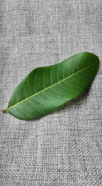 Gri kumaş arka planında yeşil yaprak, sağlıklı ve doğal kavram.