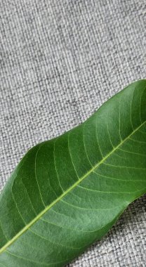 Gri kumaş arka planında yeşil yaprak, sağlıklı ve doğal kavram.