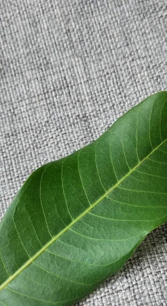 Gri kumaş arka planında yeşil yaprak, sağlıklı ve doğal kavram.