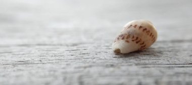 Ahşap bir arka planda deniz kabuğu. Yakın plan. Seçici odak.