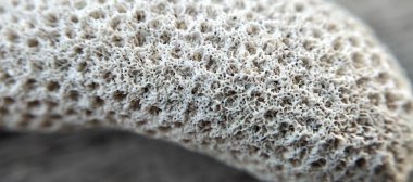 Bir grup deniz kabuğunu kapatın. Sığ alan derinliği.