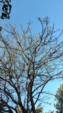 Sabahları mavi gökyüzüne karşı ağaç dalları. Doğal arkaplan.