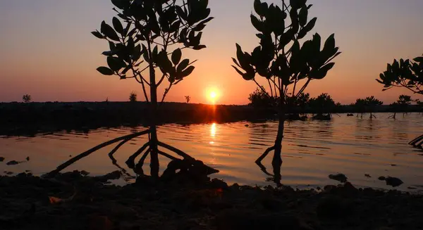 Auringonlasku Mangrove Metsässä Rannalla Kaunis Valokuva Digitaalinen Kuva tekijänoikeusvapaita kuvapankkikuvia