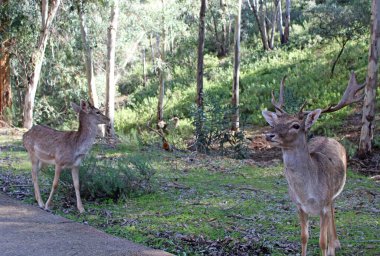 Geyiğin alandaki görüntüsü