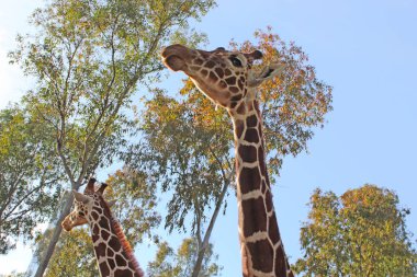Zürafa fotoğrafının NIce resmi