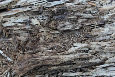 Eski ahşap dokusunun NIce resmi