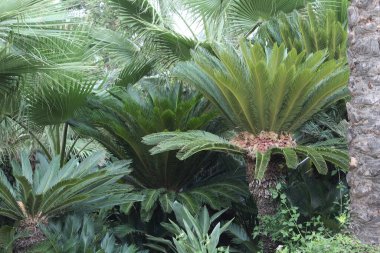 Doğa bitkisinin NIce resmi