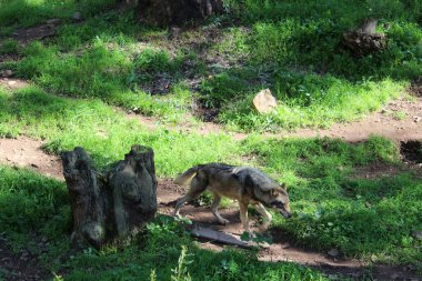 Kurdun sahada yaratıcı tasarımı