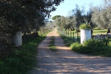 Alandaki yolun NIce resmi