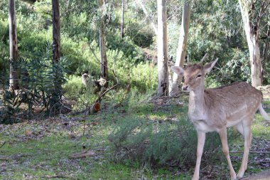Geyiğin alandaki görüntüsü