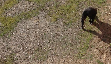 Maymun fotoğrafının NIce resmi