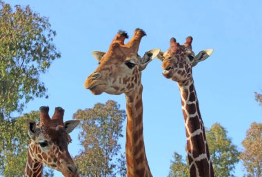 Zürafa fotoğrafının NIce resmi