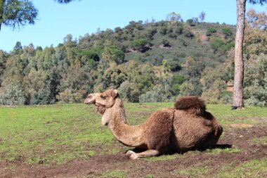 Dromedary 'nin sahada yaratıcı tasarımı